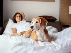 Pet-Friendly Hotels in Miami: The Best Spots for Your Furry Friends