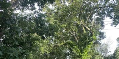 Woodcliff Park Resorts
