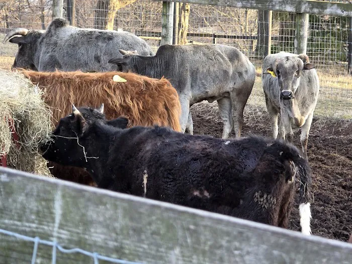 John Black's livestock 4