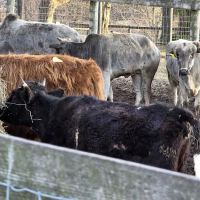 John Black's livestock ico