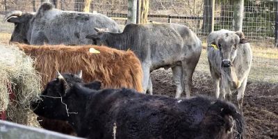 John Black's livestock