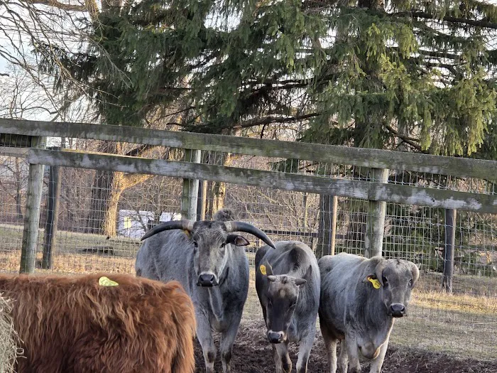 John Black's livestock 4