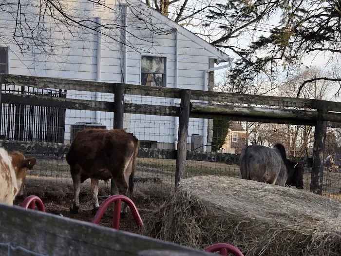 John Black's livestock 4