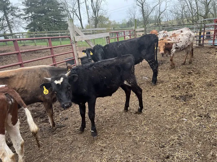 John Black's livestock 4