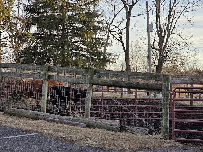 John Black's livestock 4