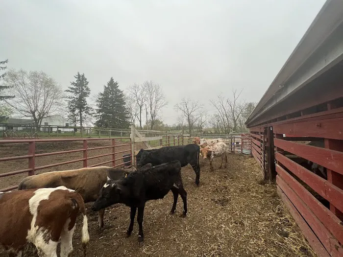 John Black's livestock 4