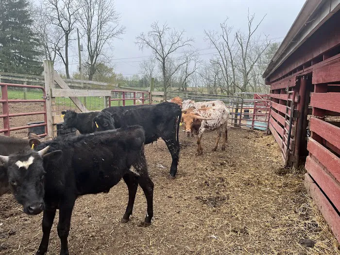 John Black's livestock 4