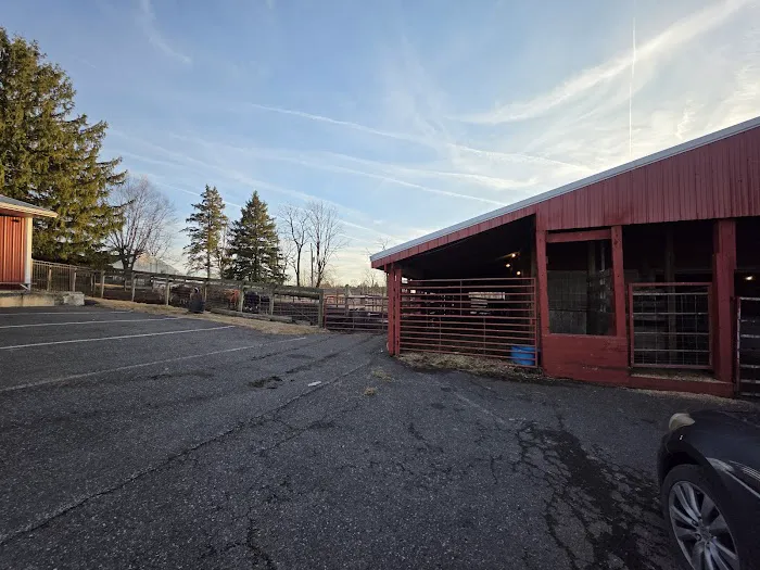 John Black's livestock 4