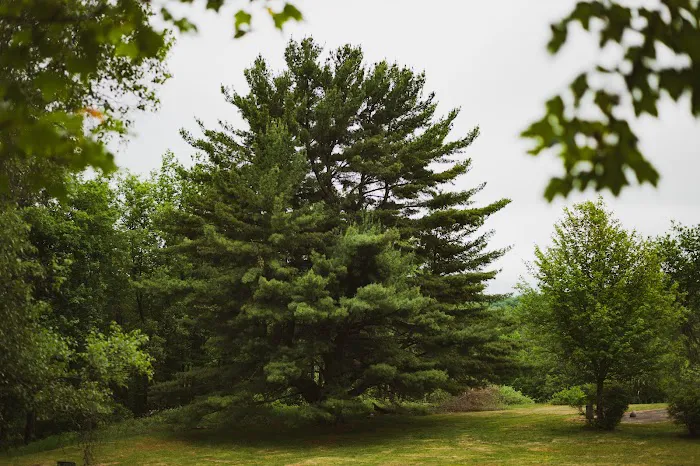 Hemlock Neversink 4