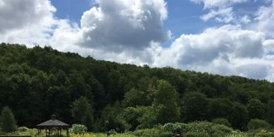 The Natural Gardens