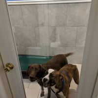 Puppy Paradise ico