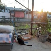 Apartment ico