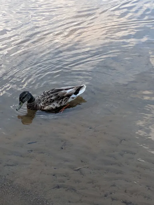 Pine Lake Park 4