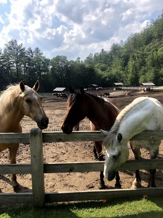 Ridin-Hy Ranch 4