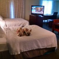 Residence Inn Hartford Manchester ico