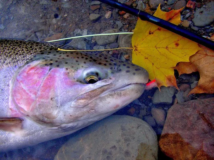 Douglaston Salmon Run 4