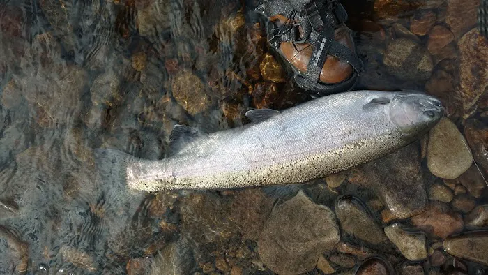 Salmon River Outfitters lodging 4