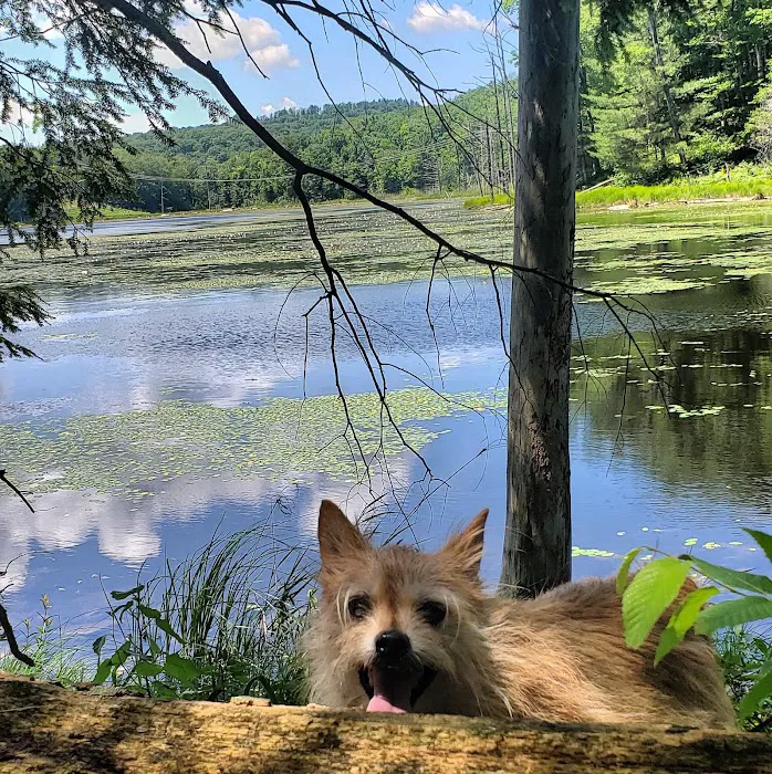 The Paw House Inn & Dog Friendly Cottages 5