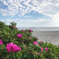 Beech Tree Cottages ico