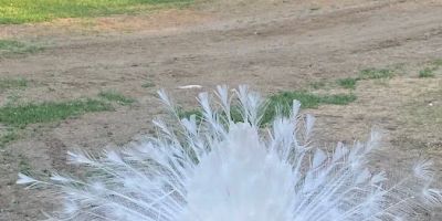Jabulani Luxury Farm Stay