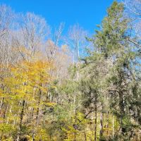 Kettle Creek Lodge & Cabins ico