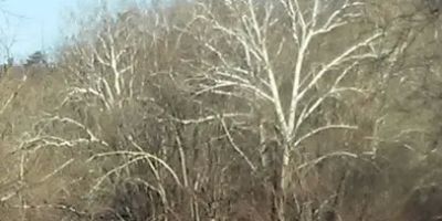 Meadowbrook Farm