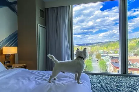 Ithaca Marriott Downtown on the Commons 5