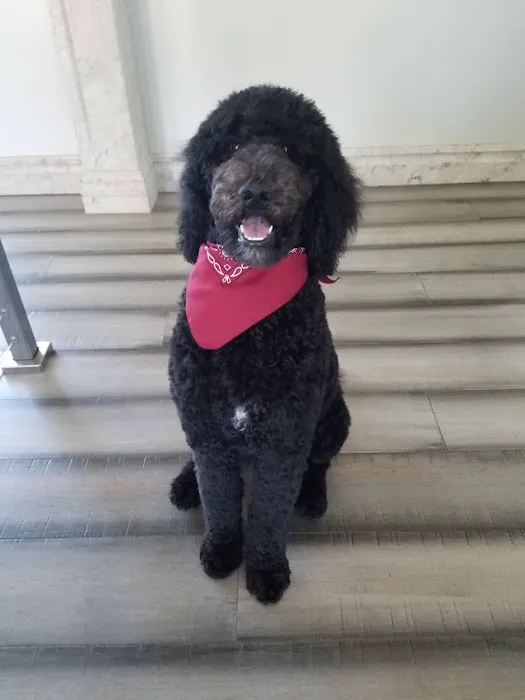 Woodcrest Pet Resort 4