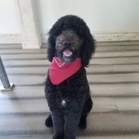 Woodcrest Pet Resort ico
