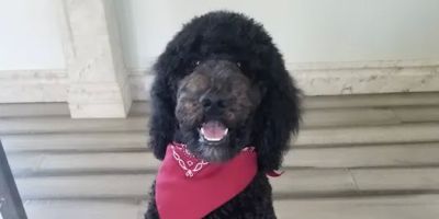 Woodcrest Pet Resort