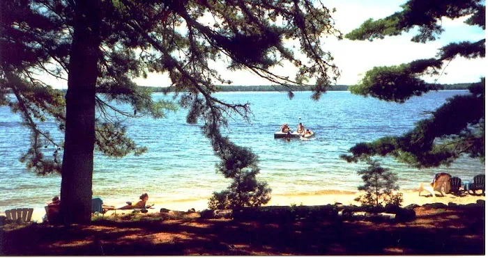 Wind in Pines 4