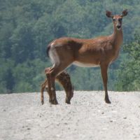 Sunrise Ridge Guide Service and Sporting Camps ico