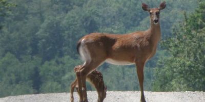 Sunrise Ridge Guide Service and Sporting Camps