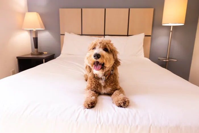 Sonesta Simply Suites Pittsburgh Airport 4