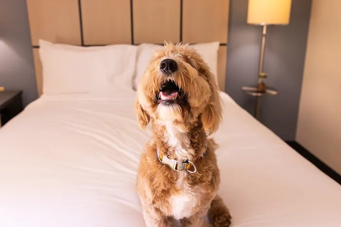 Sonesta Simply Suites Atlanta Gwinnett Place 5
