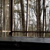 In The Woods ico