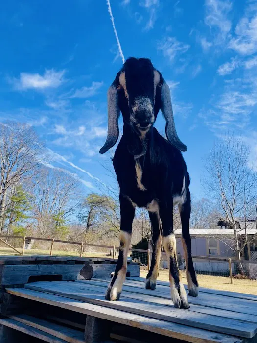 Magnolia Moon Farm Airbnb 4