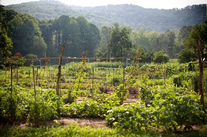 Blackberry Farm 4