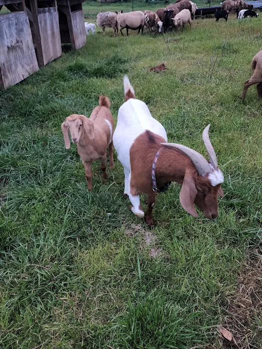Black Creek Farm 4