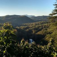 The Golden jewel pigeon forge 37863 ico