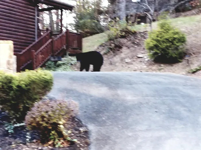 Lookout Bear 4