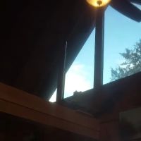 Lookout Bear ico