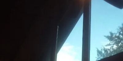 Lookout Bear