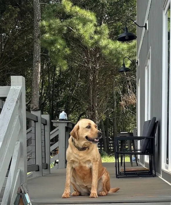 Dog Park Vacation Home 4