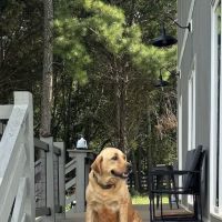 Dog Park Vacation Home ico