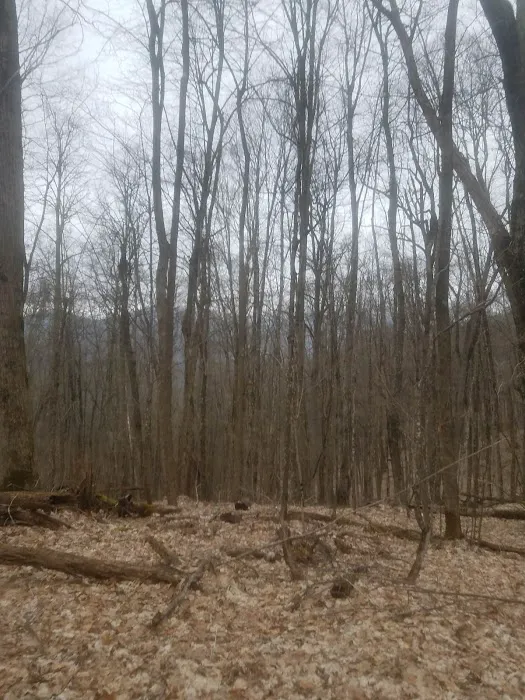 Greystone Cabins 4