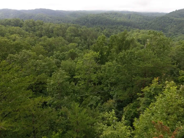 Woodland Hideaway 4