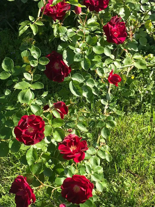 Valilee Farms, LLC 4