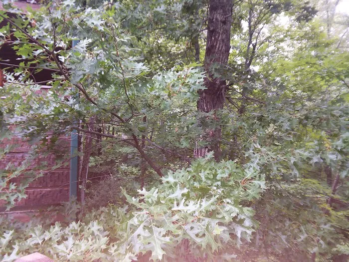 Hawks Landing Cabin 3