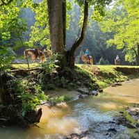 Mulberry Creek ico